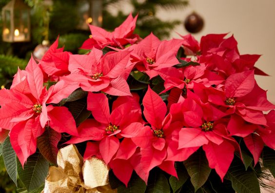 Christmas plants will freshen up your living space.