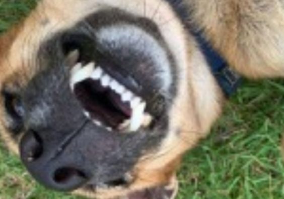 Dog laying upside down on the grass