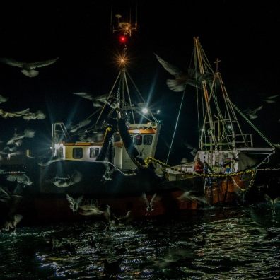 1st place Sardines and Gulls, Sam Mansfield. Instagram @cornwallsnorkel