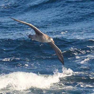 Northern giant petrels by Richard Sherley