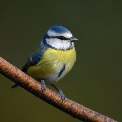 RSPB, Big Garden Birdwatch