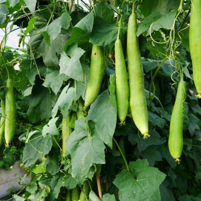 National Trust launches ‘grow-along’ to help gardeners grow their own plastic-free kitchen sponges