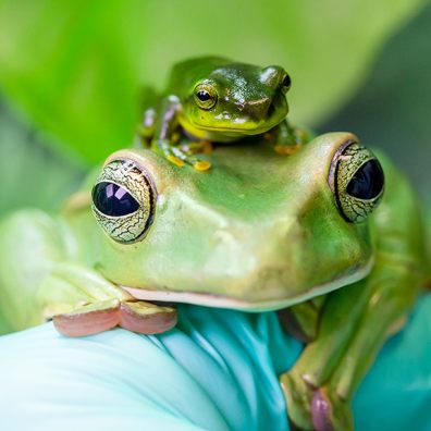 Paignton Zoo breeds Thao whipping frogs