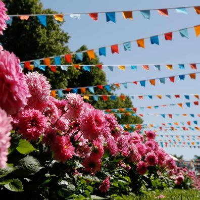 RHS Rosemoor Garden Festival Beautifully arranged flowers form an avenue with colourful bunting above