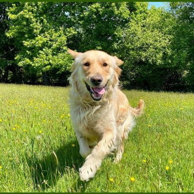 Guide Dogs for the Blind