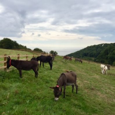 Pastures new for Devon's roaming donkeys