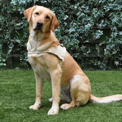 Yellow Lab Gucci sits on the grass in front of a wall of ivy with her white harness on. 