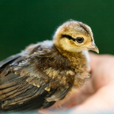 Hatching chicks (nearly) as easy as ABC