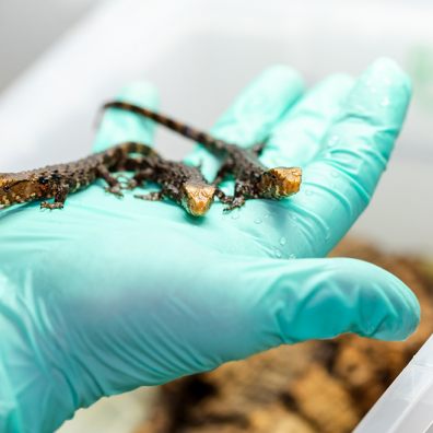 Paignton Zoo breeds beautiful endangered lizard