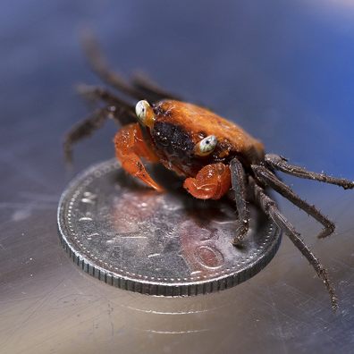 Paignton Zoo Vampire Crab