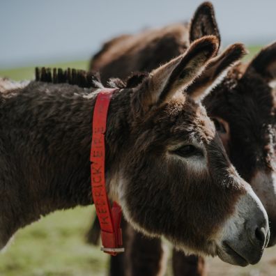 Donkeys, The Donkey Sanctuary