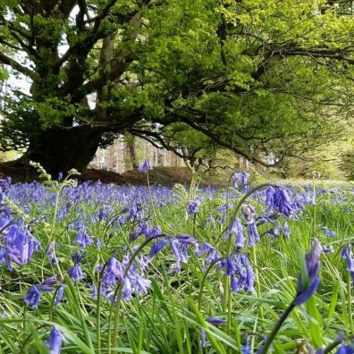 A field of bluebells with a large beech tree in the background