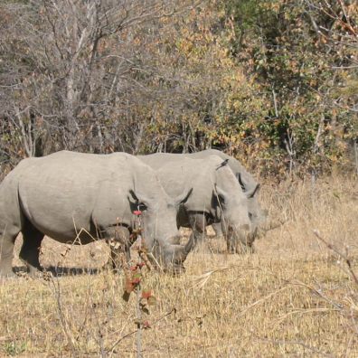 Watching over the chubby unicorns of Zimbabwe