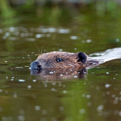 Beaver in river. Credit David Chapman.jpg.jpeg