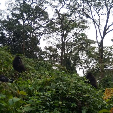Bwindi Impenetrable National Park
