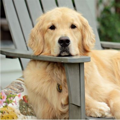 A golden retriever lays outside on a wooden bench with his head on the armrest, looking at camera.