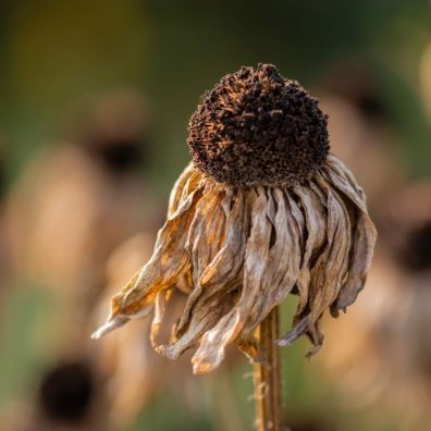 dry flower from drought