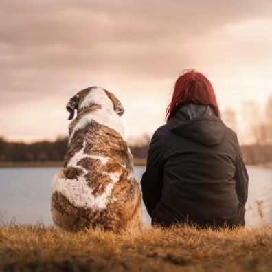 dog, health