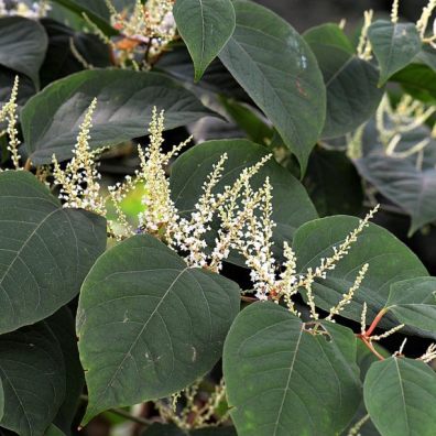 Japanese knotweed flowers and leaves 