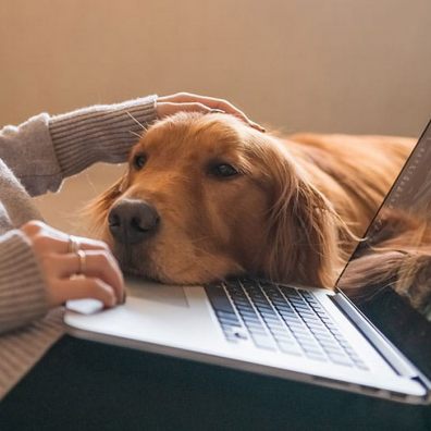 Telemedicine in vet care